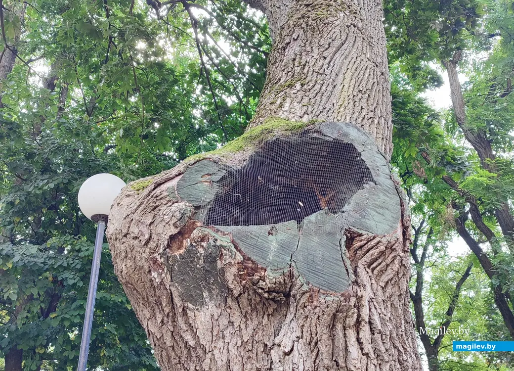 Сентябрь 2024 г. Гомель. Забота о дереве.