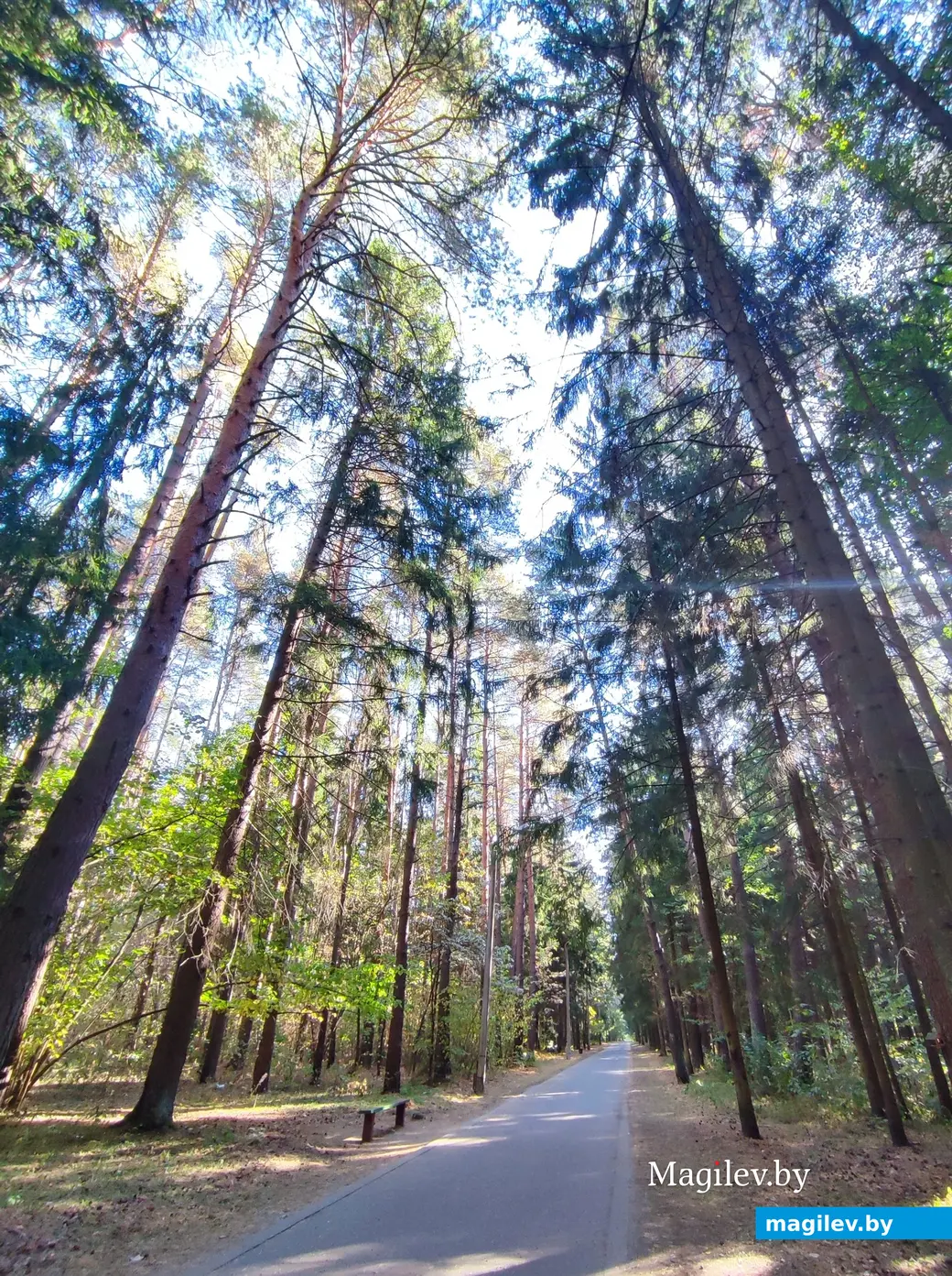 21 сентября 2024 г. Любужский лесопарк.