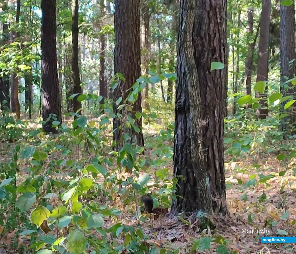 21 сентября 2024 г. Любужский лесопарк.