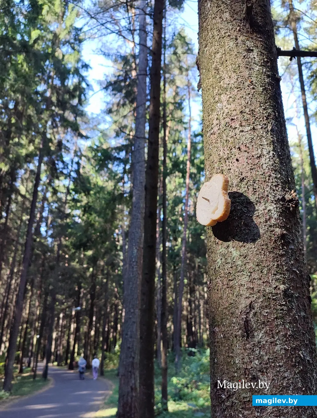 21 сентября 2024 г. Любужский лесопарк.