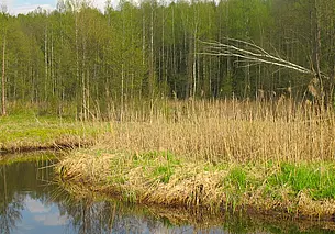 Во всех районах Могилевской области запрещено посещать леса. Ситуацию отслеживают дроны