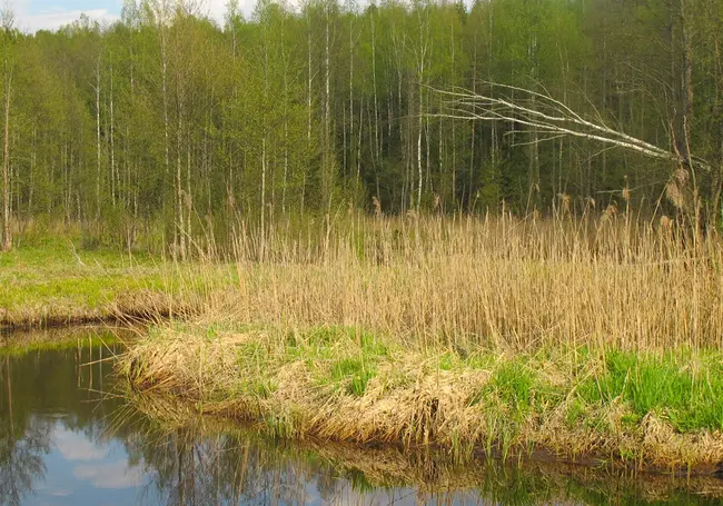 Во всех районах Могилевской области запрещено посещать леса. Ситуацию отслеживают дроны