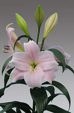 Лилия ЛОО-гибрид Кали. Фото предоставлено собеседницей.