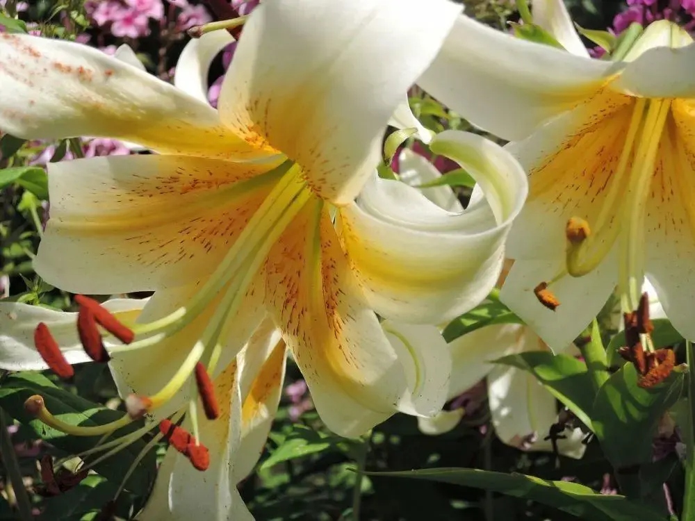 Лилия ОТ-гибрид Мистер Кас. Фото предоставлено собеседницей.