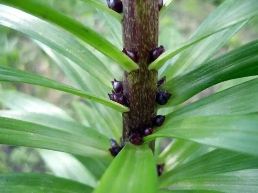 Лилия. Воздушные бульбочки. Фото предоставлено собеседницей.