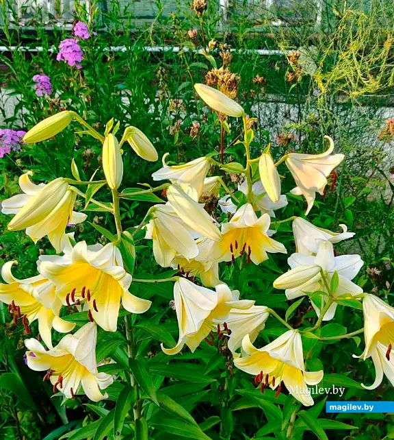 Лилии. Могилев.