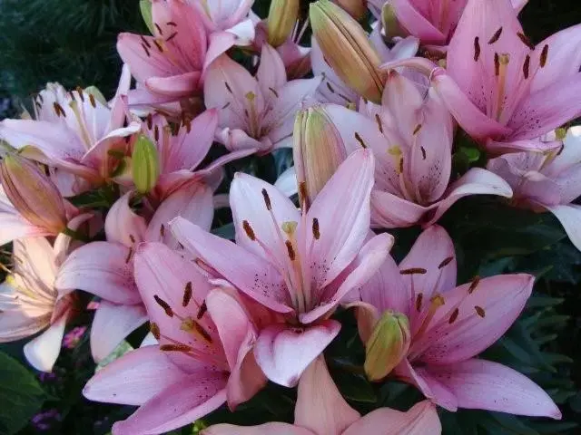 Лилия ЛА-гибрид Топ Ган. Фото предоставлено собеседницей.