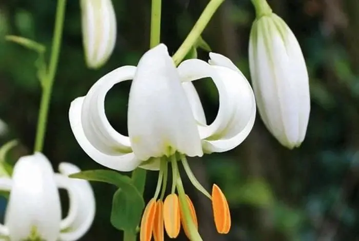 Гибрид лилия Мартагон Альбум. Фото предоставлено собеседницей.