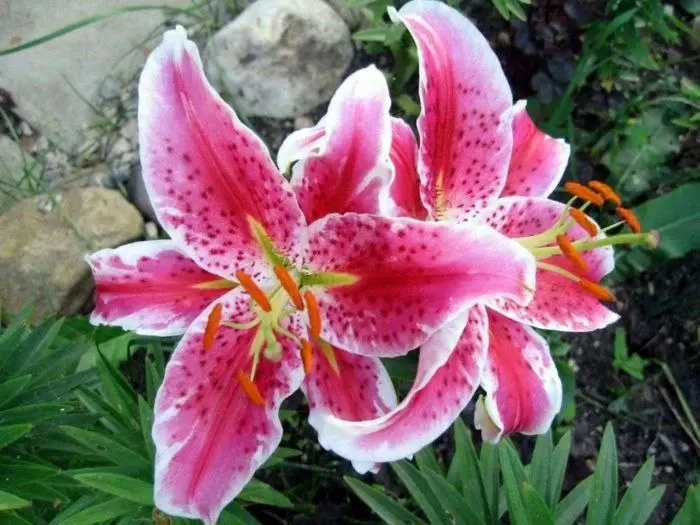 Гибрид лилия Американская Лэйк Туларе. Фото предоставлено собеседницей.