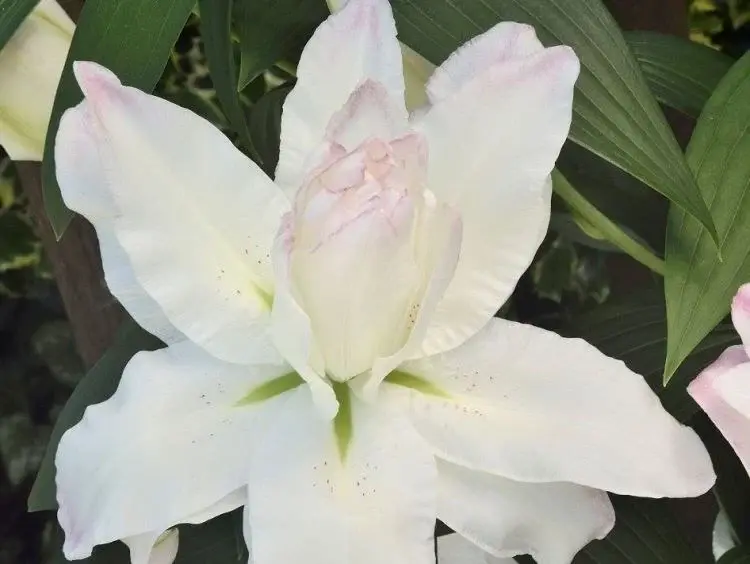 Гибрид лилия Восточная Лотус Бьюти. Фото предоставлено собеседницей.