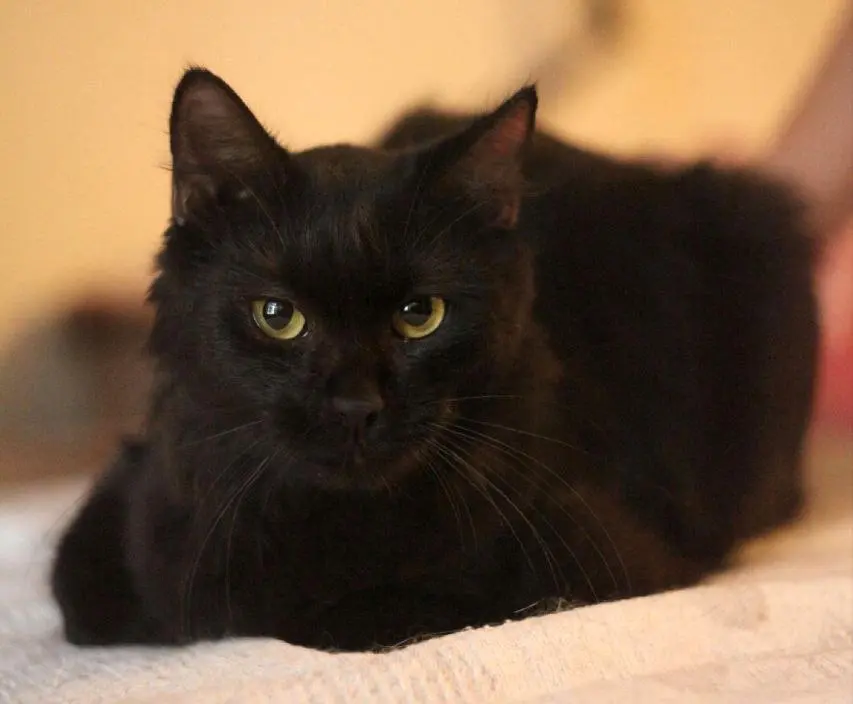 Кошка Ночка.