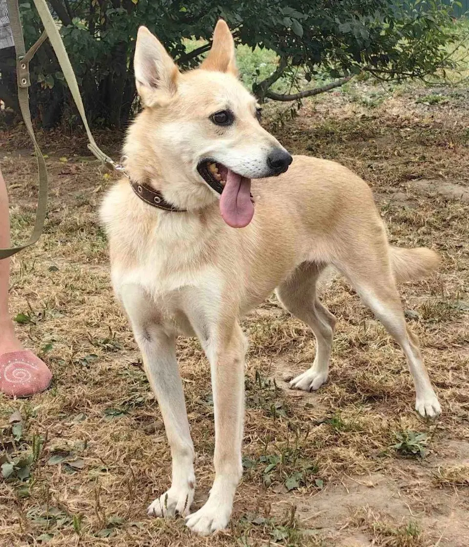 Собака Бейли.