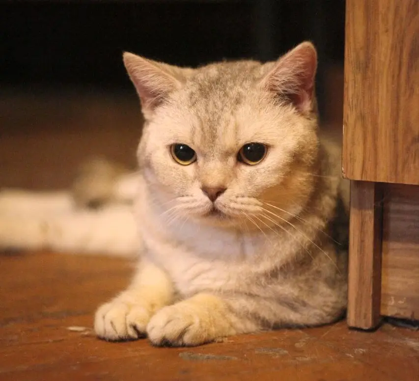 Кот Марсель.