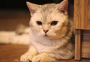 Кошка Ночка, котенок-совенок и собака Бейли: кто ищет хозяина в Могилеве