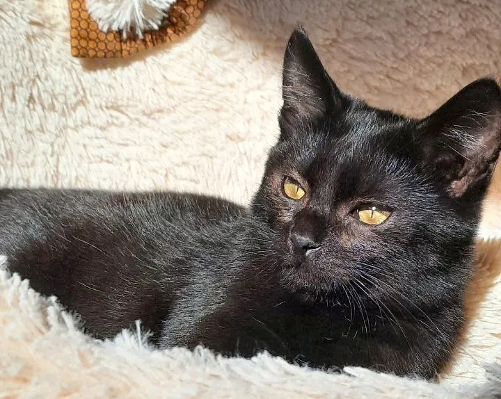 Котенок с плюшевой шубкой.