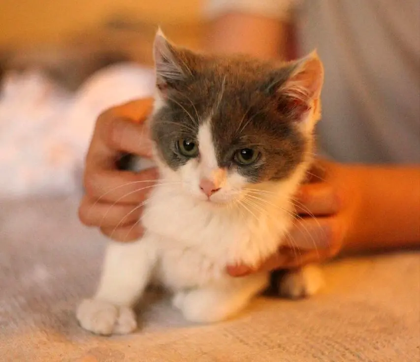 Котенок-совенок.