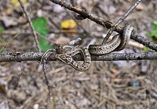 В Беларуси участились случаи, когда змеи заползают в жилище человека