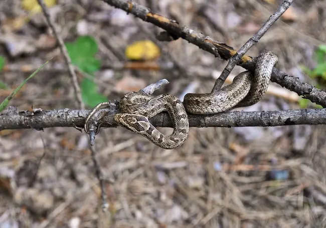 В Беларуси участились случаи, когда змеи заползают в жилище человека