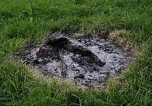 Когда от золы на огороде польза, а когда – вред? Рассказываем