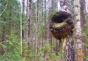 Дождались! В четырех районах Могилевской области снят запрет на посещение лесов