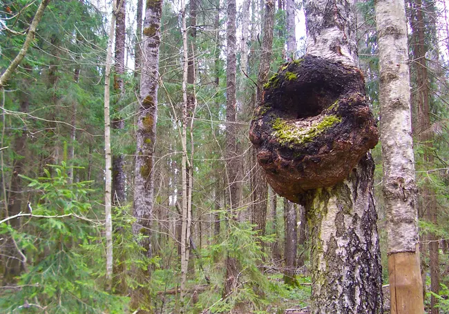Дождались! В четырех районах Могилевской области снят запрет на посещение лесов