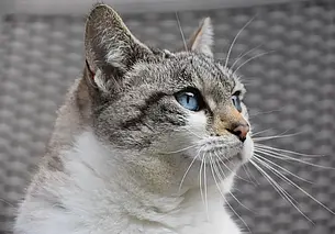 Тайная сила кошек: способны ли питомцы предсказывать болезни своего хозяина