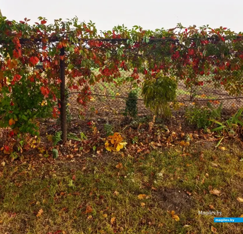 01.10.2024, Могилев микрорайон Казимировка.