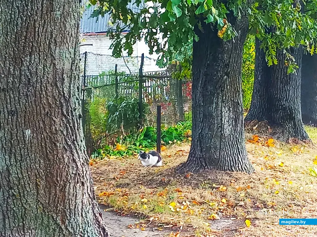 01.10.2024, Могилев микрорайон Казимировка.