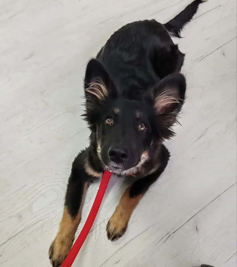 Собака Мари́сса.