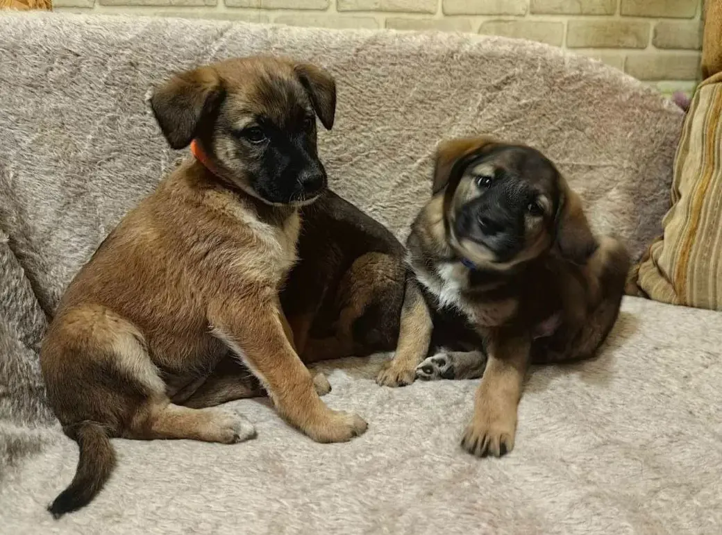 Щенки-девчушечки.