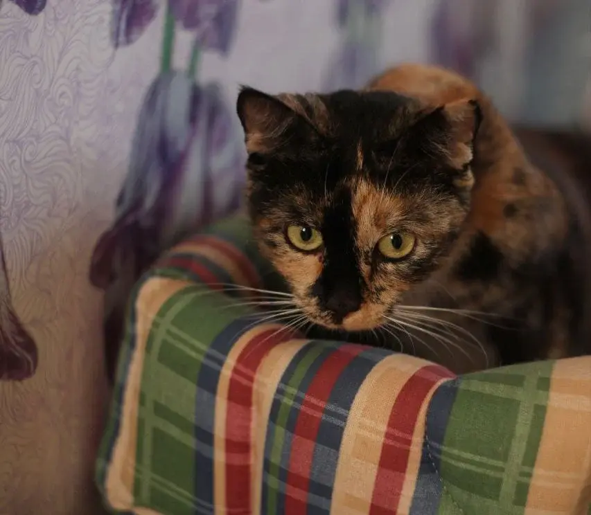 Кошечка Лиза.