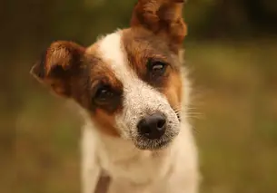 Кошка Лиза, щенки-девчушечки и собака Мона: кто ищет хозяина в Могилеве