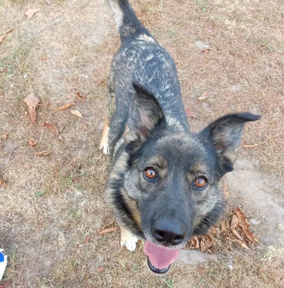 Собака Мона.