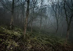 Три пенсионерки провели ночь в лесу на Минщине. Пошли за ягодами и заблудились