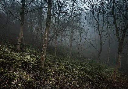 Три пенсионерки провели ночь в лесу на Минщине. Пошли за ягодами и заблудились