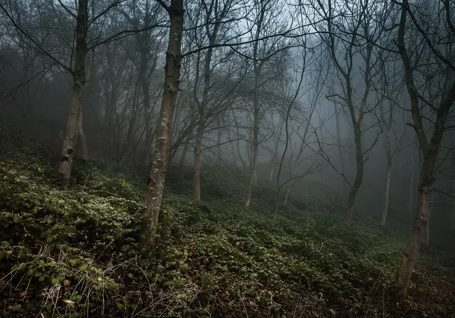 Три пенсионерки провели ночь в лесу на Минщине. Пошли за ягодами и заблудились