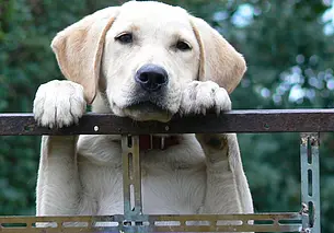 400 рублей штрафа: бобруйчанина осудили за жестокое обращение с животным