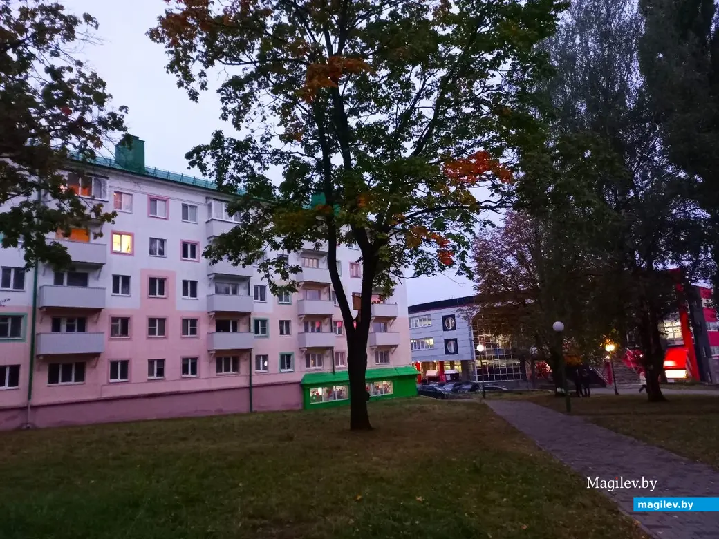 04.10.2024, Могилев. Дерево Миши Сандлера.