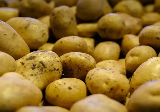 В Могилеве поставщики огурцов и картофеля получили штраф из-за цен