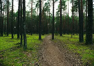 Возле деревни Татарка Круглянского района ищут потерявшегося в лесу пенсионера