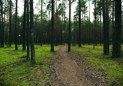 Возле деревни Татарка Круглянского района ищут потерявшегося в лесу пенсионера