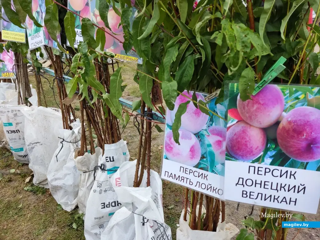 5.10.2024 г. Могилев. Сельскохозяйственная ярмарка на ул. Алтайской