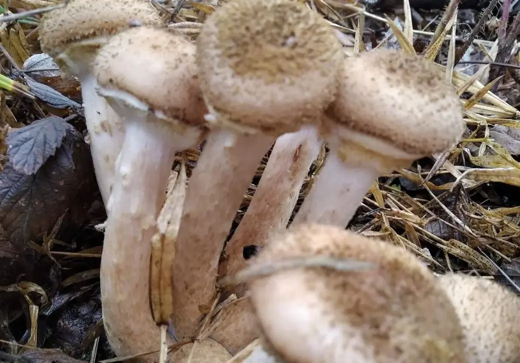 Улов бобруйчанки Аллы Сорокиной.