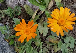 Возможны заморозки. Ночью 9 октября в Могилевской области температура понизится до -2°С