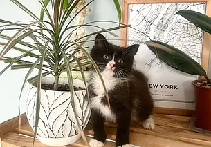 Кот Гамлет, пес Перчик и пушистый котомальчик кто ищет хозяина в Могилеве