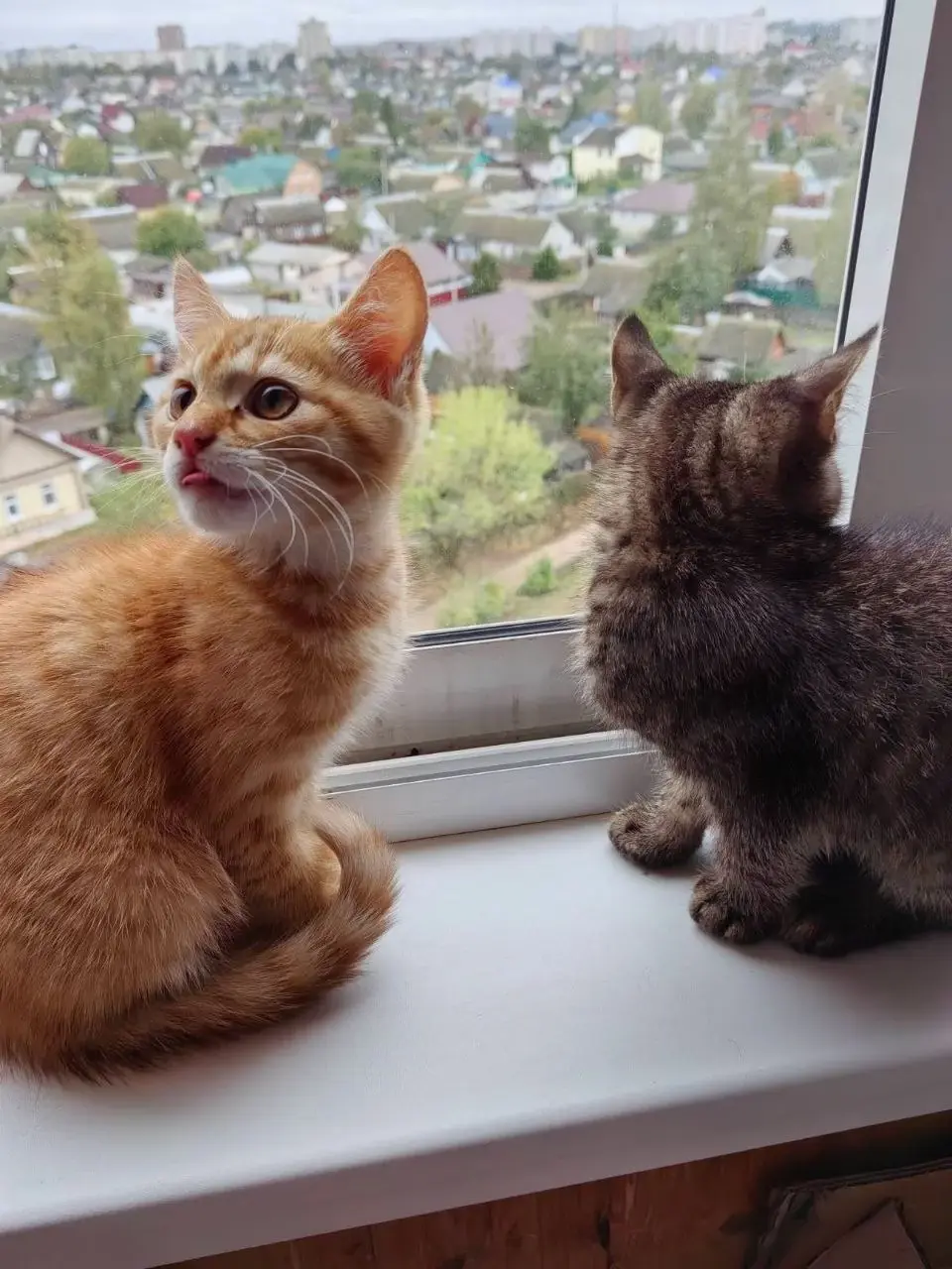 Ласковые котята