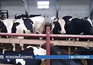 117 коров недосчитались в одном из сельхозпредприятий Костюковичского района