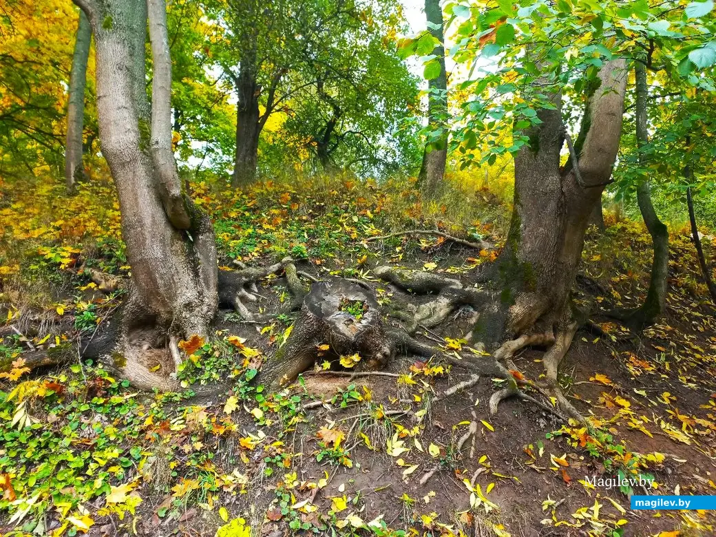 14.10.2024, Могилев. 3-й Струшенский Овраг и его окрестности.