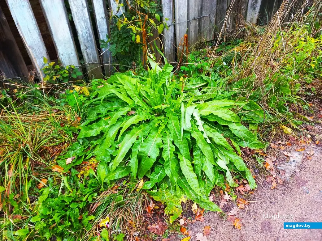 14.10.2024, Могилев. 3-й Струшенский Овраг и его окрестности.