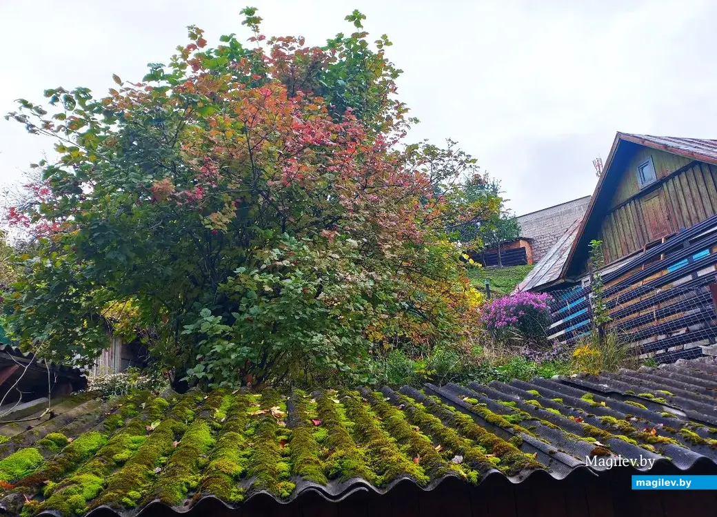 14.10.2024, Могилев. 3-й Струшенский Овраг и его окрестности.